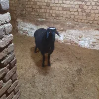 بره شیری مخصوص کشتار و قوچی