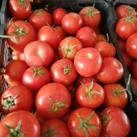 رب گوجه درج یک ۸۰۰ گرمی