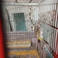 یاسمین قناری