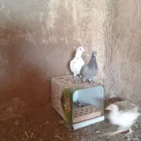 کبوتر