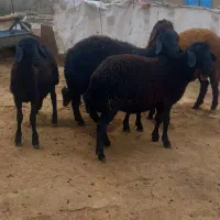 بره نر