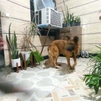 سگ ژرمن
