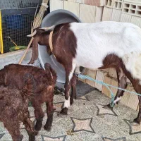 بزغاله با دو کهره ماده