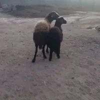 میش  بره دار