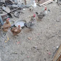 مرغ محلی تخمی ۵عدد دانه۲۷۰