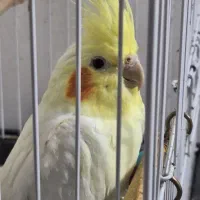 لوتینو ماده