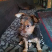 سگ واگذاری نر توله|سگ|ماهدشت, |دیوار