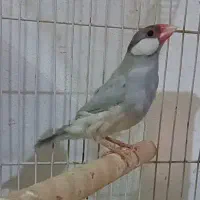 فنج نرگسی سیلور خاص و فنج نر