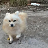 پاکوتاه حرف گوش کن|سگ|اردبیل, |دیوار