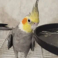 جفت عروس هلندی سینامون کارداده کینگ سایز|پرنده|شیراز, گلشن|دیوار