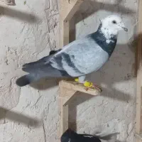 سوسکی بزک جوجه ،ساده امری قزوین