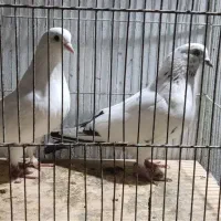 فروش کبوتر یا کفتر