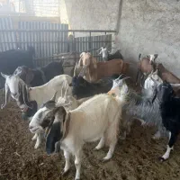 بزشیرا|حیوانات مزرعه|اصفهان, روشن‌دشت|دیوار
