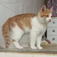 واگذاری گربه (رایگان)