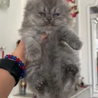 واگذاری گربه اسکاتیش لانگ هیر