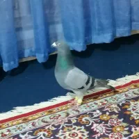 کفتر سبز مسافتی|پرنده|شاندیز, |دیوار