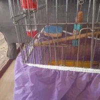 قفس سنجاب بزرگ
