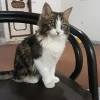 گربه واگذاری رایگان|گربه|بندرعباس, |دیوار