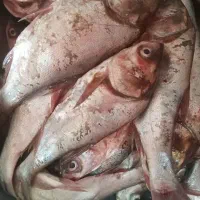 ماهی قزل اب های ازاد