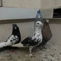 ۳تا گرفتنی پرشی خوب|پرنده|شیراز, شهرک مفتح|دیوار