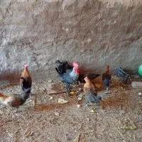 مرغ جوان