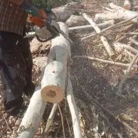 خریدانواع چوب با قیمت بالا