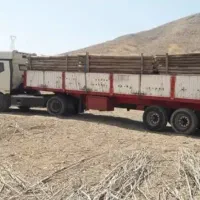 خرید انواع چوب و درخت