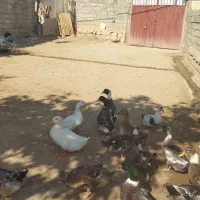 سلام غاز دورگه اردک یه عدد 400 خروس دورگه سرحال|حیوانات مزرعه|چگنی, |دیوار