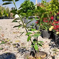 شمشاد طلایی سطل ۳|گل و گیاه طبیعی|شهریار, شهریار|دیوار