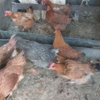 مرغ و خروس|حیوانات مزرعه|تربتحیدریه, قائم|دیوار