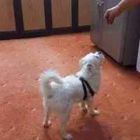 سگ گمشده|حیوانات|برازجان, |دیوار