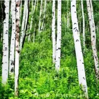 فروش درخت صنوبر