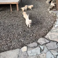 واگذاری  سگ لابرادور