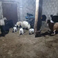بزو‌بز‌غاله