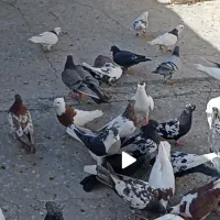 35تا کفتر بوم فریمان