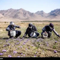 چند نفر هستیم زعفران جمع میکنیم|خدمات باغبانی و درختکاری|نیشابور, قلعه نو|دیوار