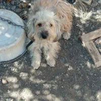 پاکوتاه ماده