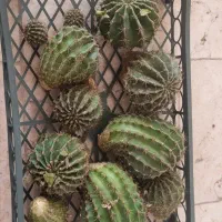 خرفه ای و اچینوپسیس