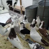 کفتر