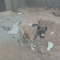 توله سگ سرابی