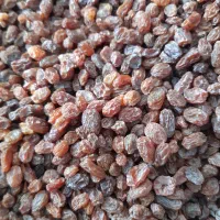 کشمش بیدانه|خوردنی و آشامیدنی|کرج, دولتآباد|دیوار