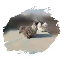 فروش مرغ ابریشمی کوپال آرام و زیبا