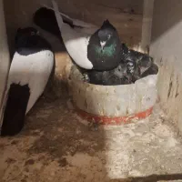 کفتر سینه سیاه