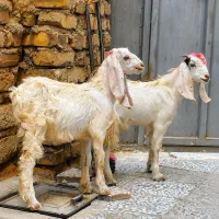 دوتا کره مری پاکستانی
