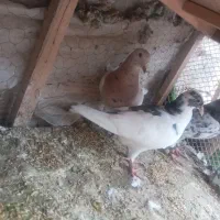 ۷۰کبوتر جفت گاه وهوایی|پرنده|تربت جام, یحیی آباد|دیوار