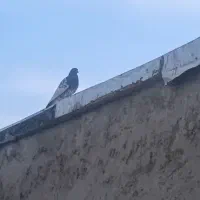 کفتربهبانی ویک میلیمنزنر سرحال|پرنده|افزر, |دیوار