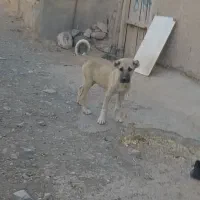 واگذاری توله نر سرابی ۴ماهه