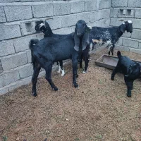 نر پنجاپ اصل