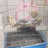 طوطی عروس مولد|پرنده|بهبهان, |دیوار