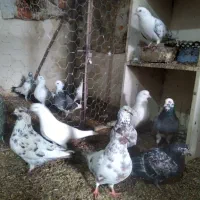 کبوتر پرشی